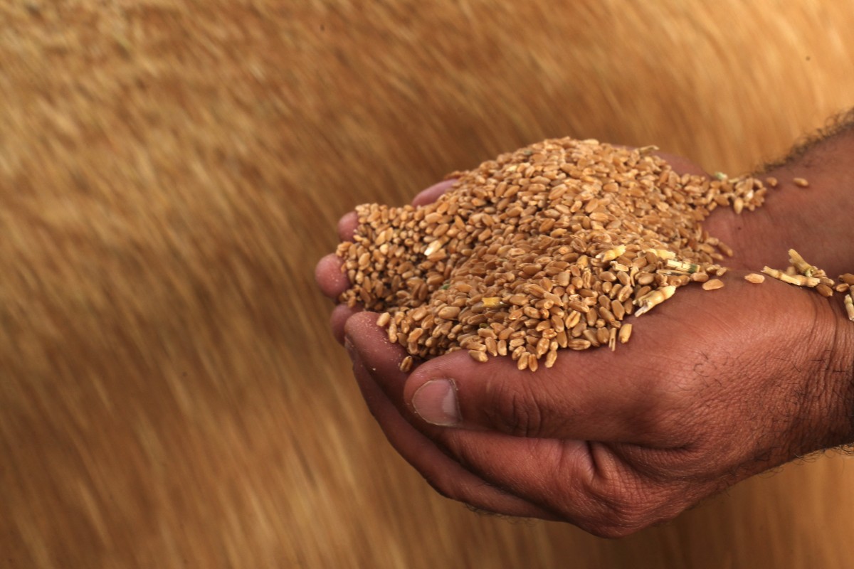 الجزائر تجري مناقصة لشراء 50 ألف طن من القمح 