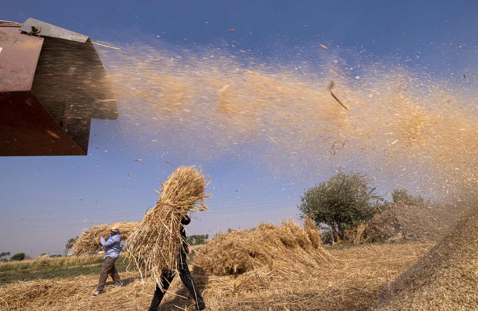 انخفاض واردات مصر من القمح إلى 12.5 مليون طن في العام المالي الحالي 