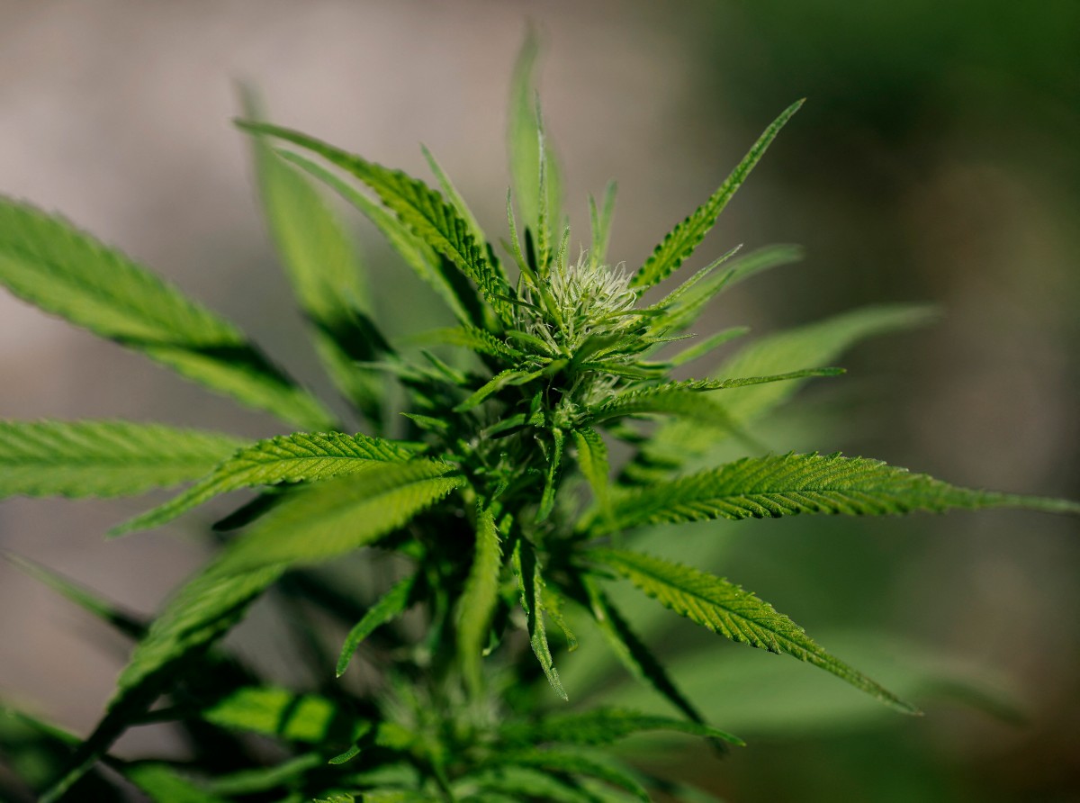 ارتفاع قياسي لأسهم شركات القنب بعد تقارير عن توجه ترامب لإعادة تصنيف الماريجوانا 