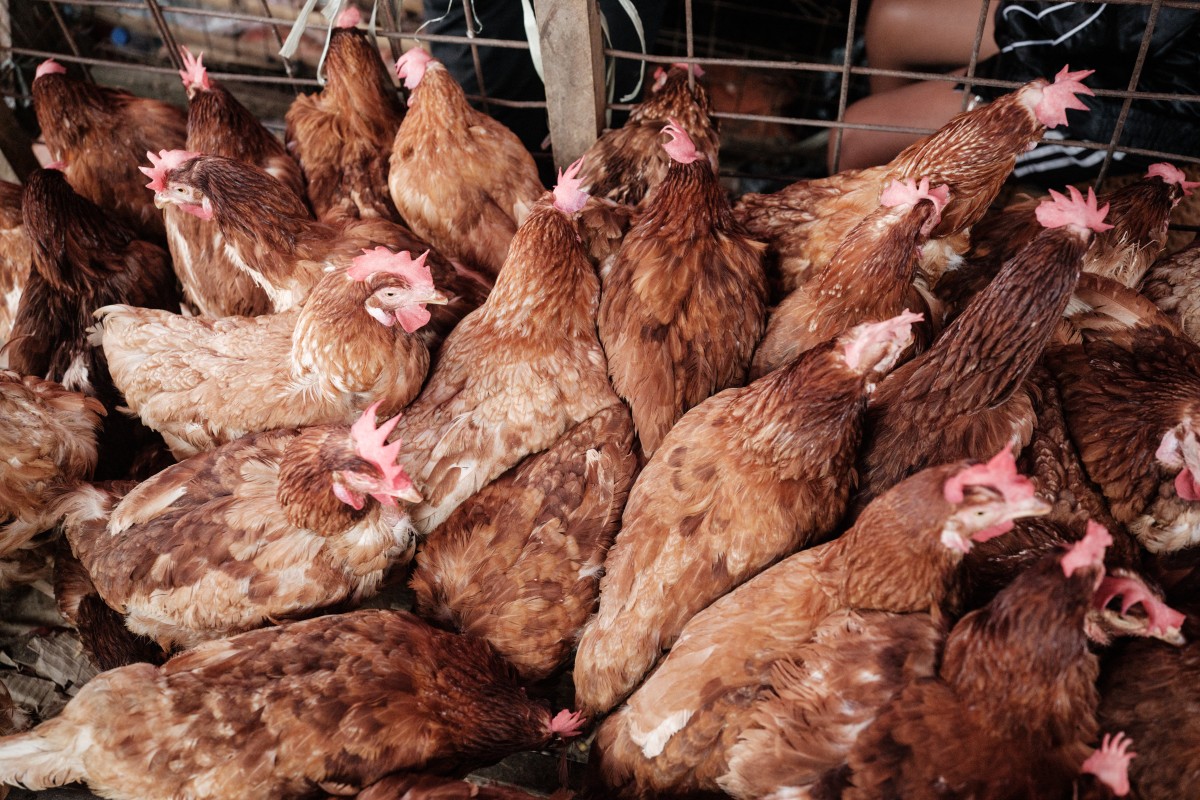 قطاع الدواجن في العراق رهين الاستيراد 