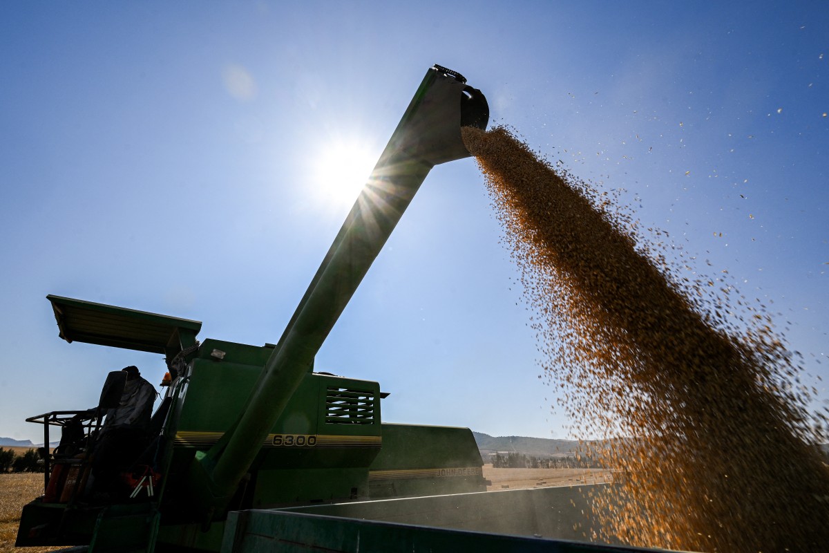 القمح الأوروبي ينخفض في أول أيام التداول في العام الجديد 