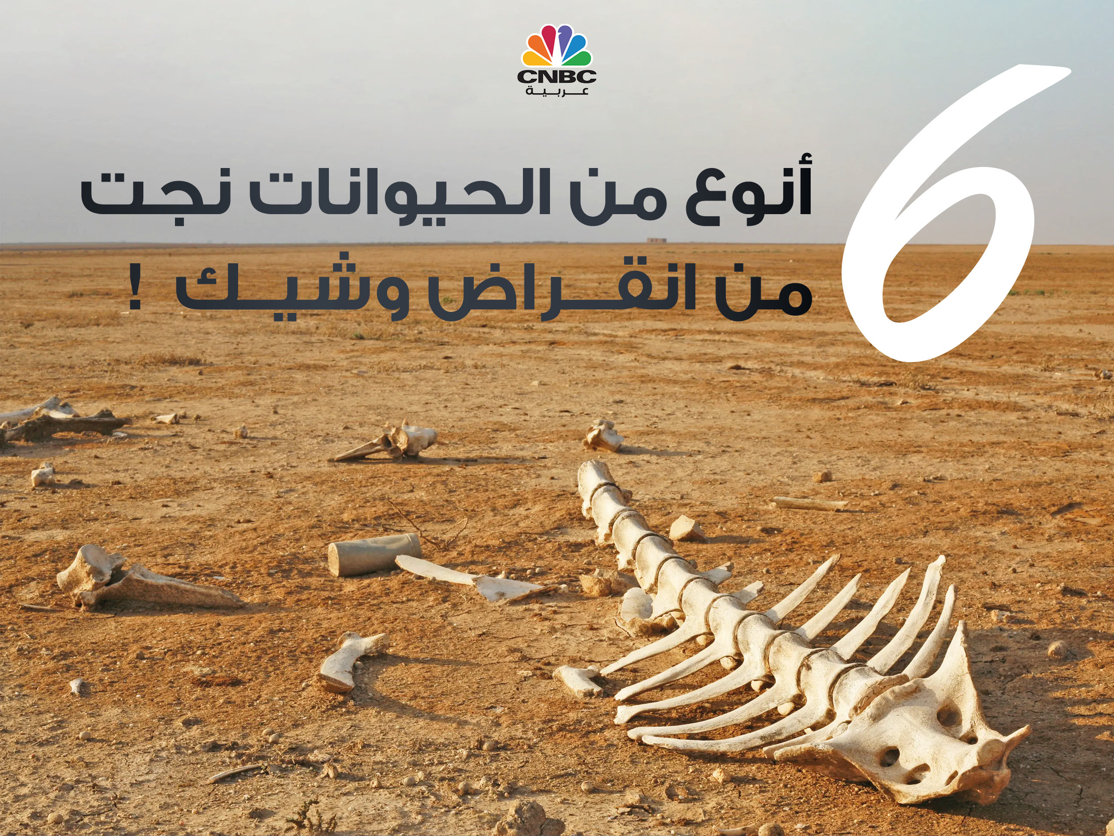 alt for ff38487cc6.jpg 